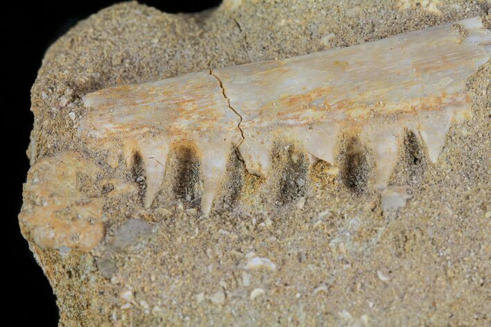 Enchodus Jaw Section with Teeth #60541